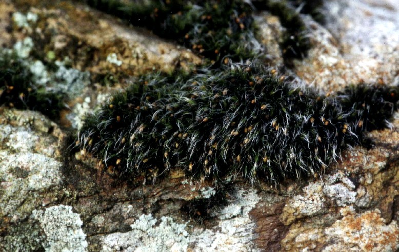 Grimmia arenaria (door Henk Greven)