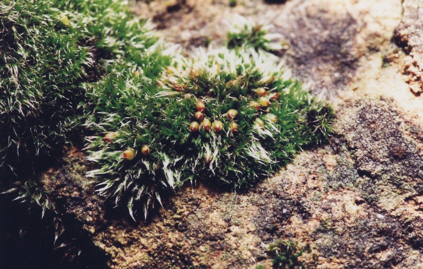 Grimmia crinita (door Henk Greven)