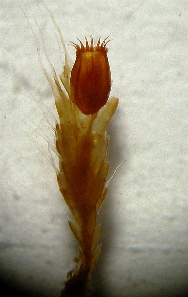 Grimmia crinita (door Henk Greven)