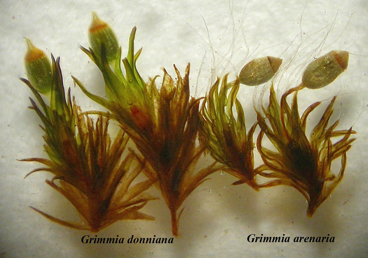 Grimmia arenaria (door Henk Greven)