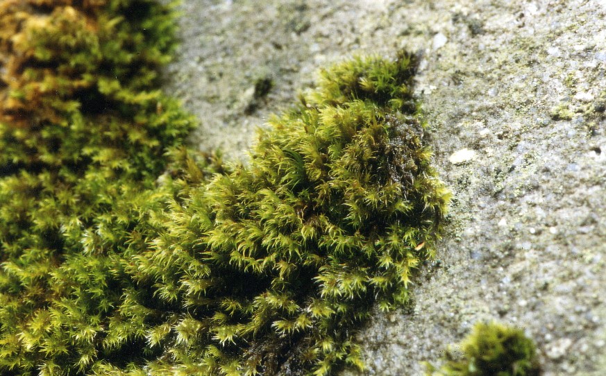 Grimmia hartmanii (door Henk Greven)