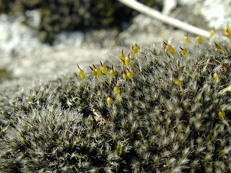 Grimmia laevigata (door Michael Lueth (www.milueth.de))