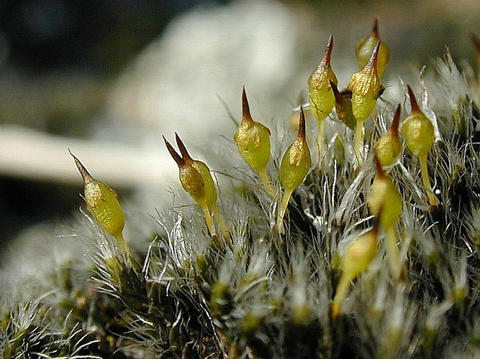 Grimmia laevigata (door Michael Lueth (www.milueth.de))