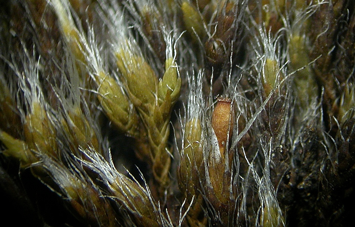Grimmia laevigata (door Henk Greven)