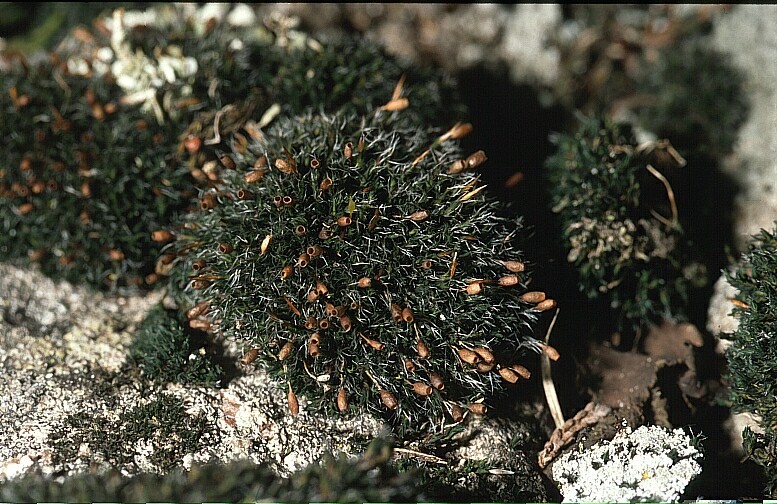Grimmia montana (door Michael Lueth (www.milueth.de))