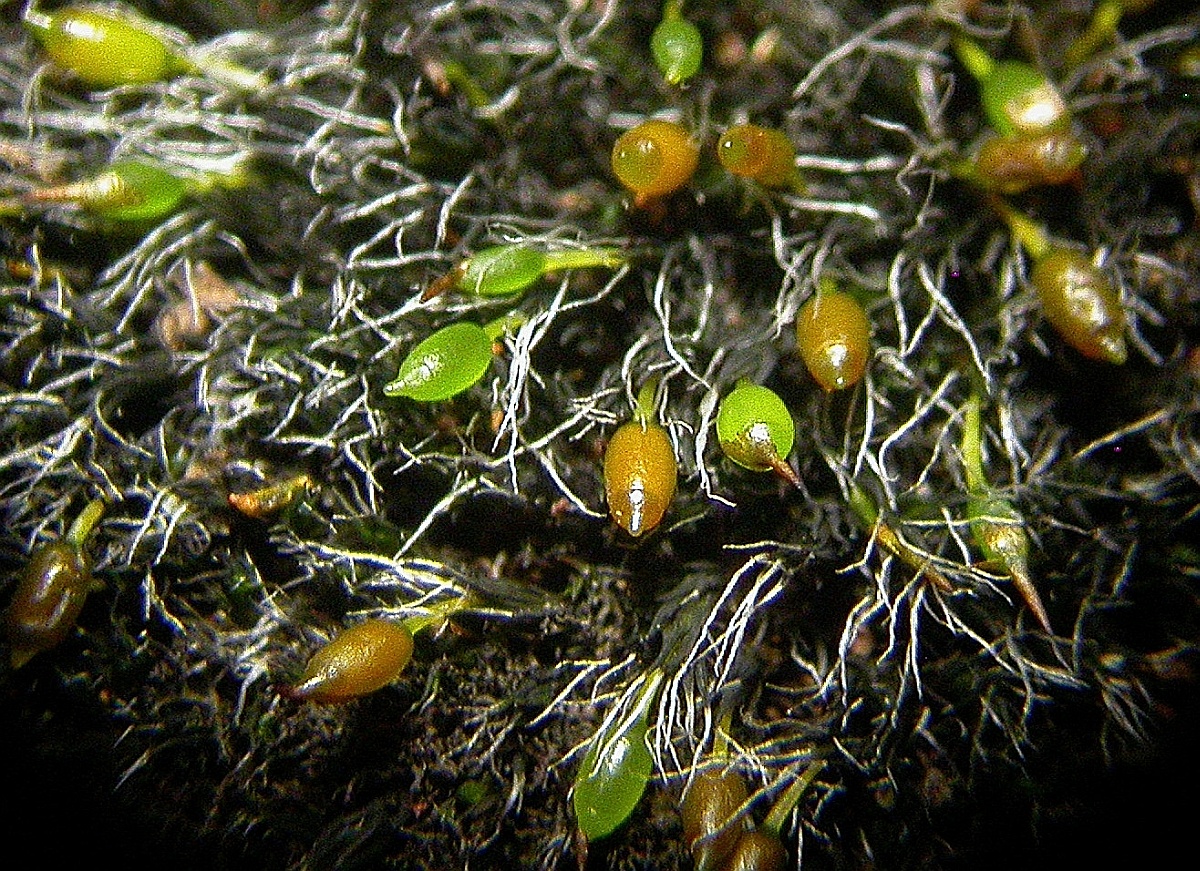Grimmia montana (door Henk Greven)