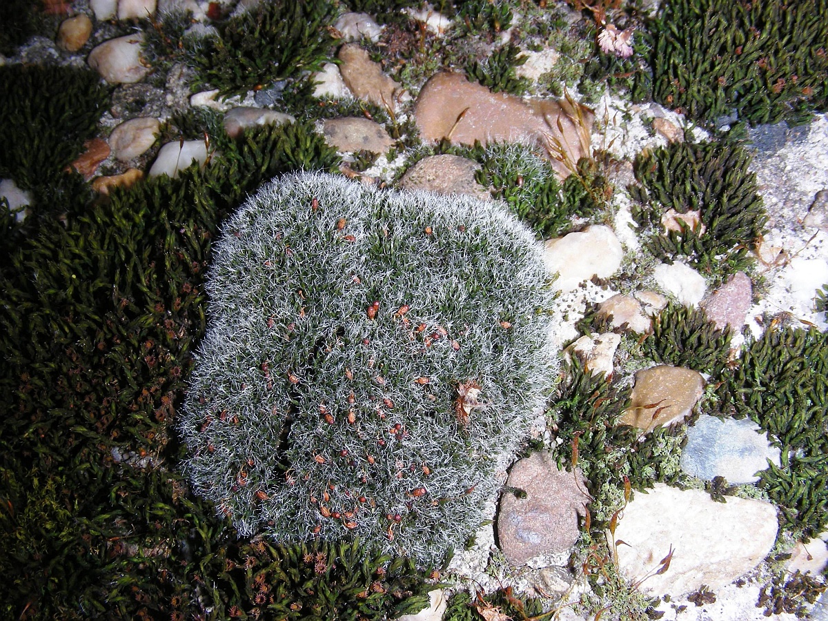 Grimmia orbicularis (door Henk Greven)