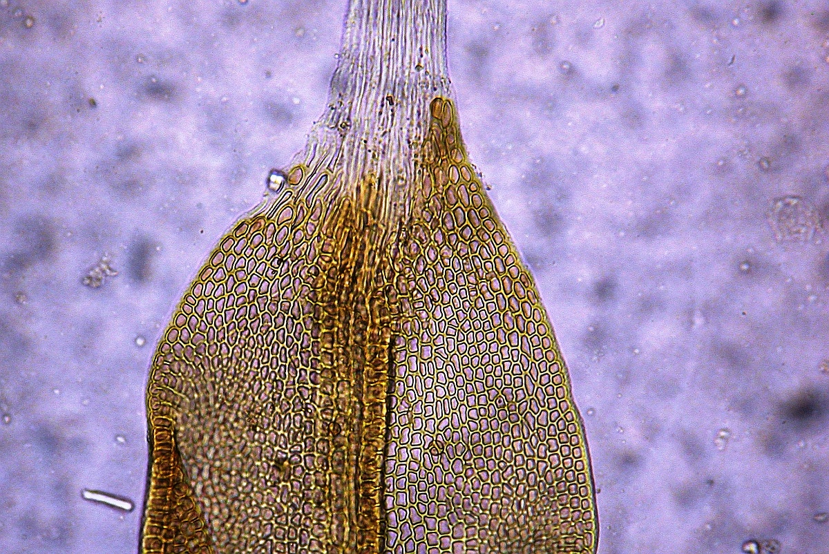 Grimmia orbicularis (door Henk Greven)