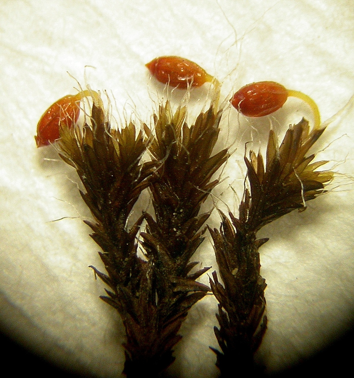 Grimmia orbicularis (door Henk Greven)