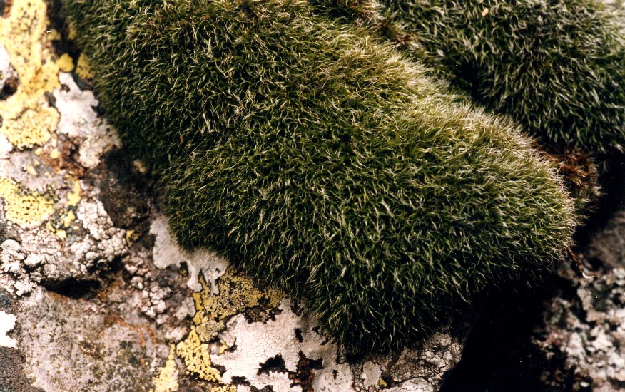 Grimmia ovalis (door Michael Lueth (www.milueth.de))