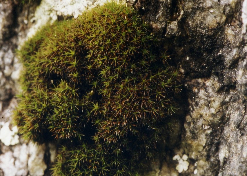 Grimmia ovalis (door Henk Greven)