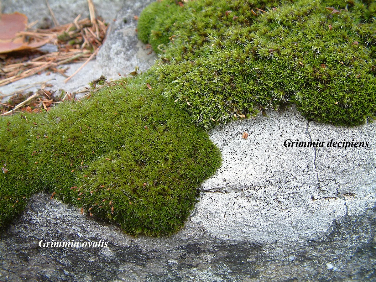Grimmia ovalis (door Henk Greven)