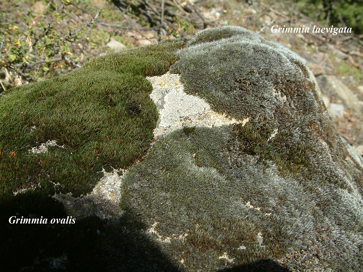 Grimmia ovalis (door Henk Greven)