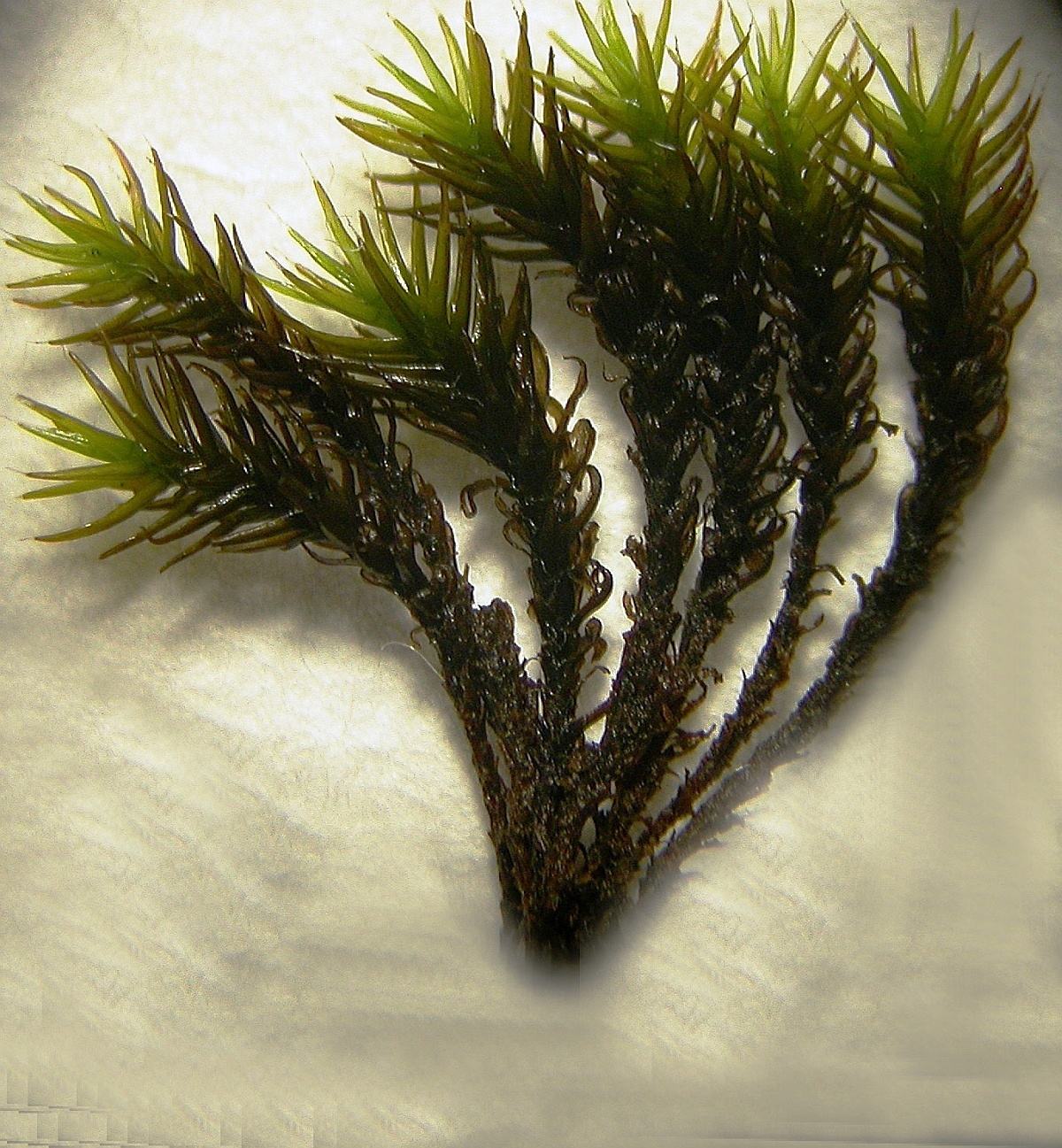 Grimmia ovalis (door Henk Greven)