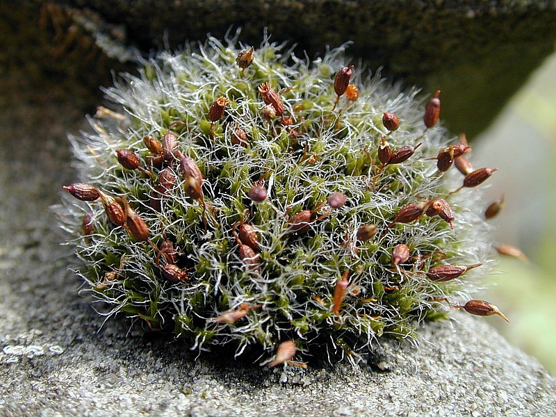 Grimmia pulvinata (door Michael Lueth (www.milueth.de))
