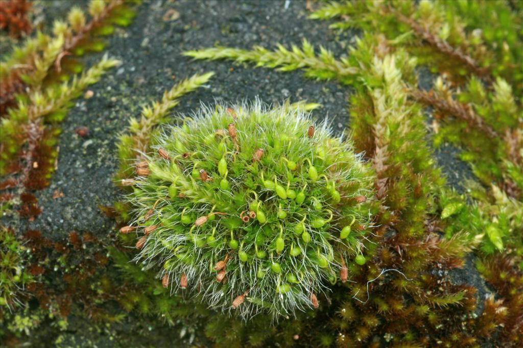 Grimmia pulvinata (door Jan Kersten)