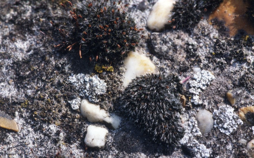 Grimmia pulvinata (door Henk Greven)