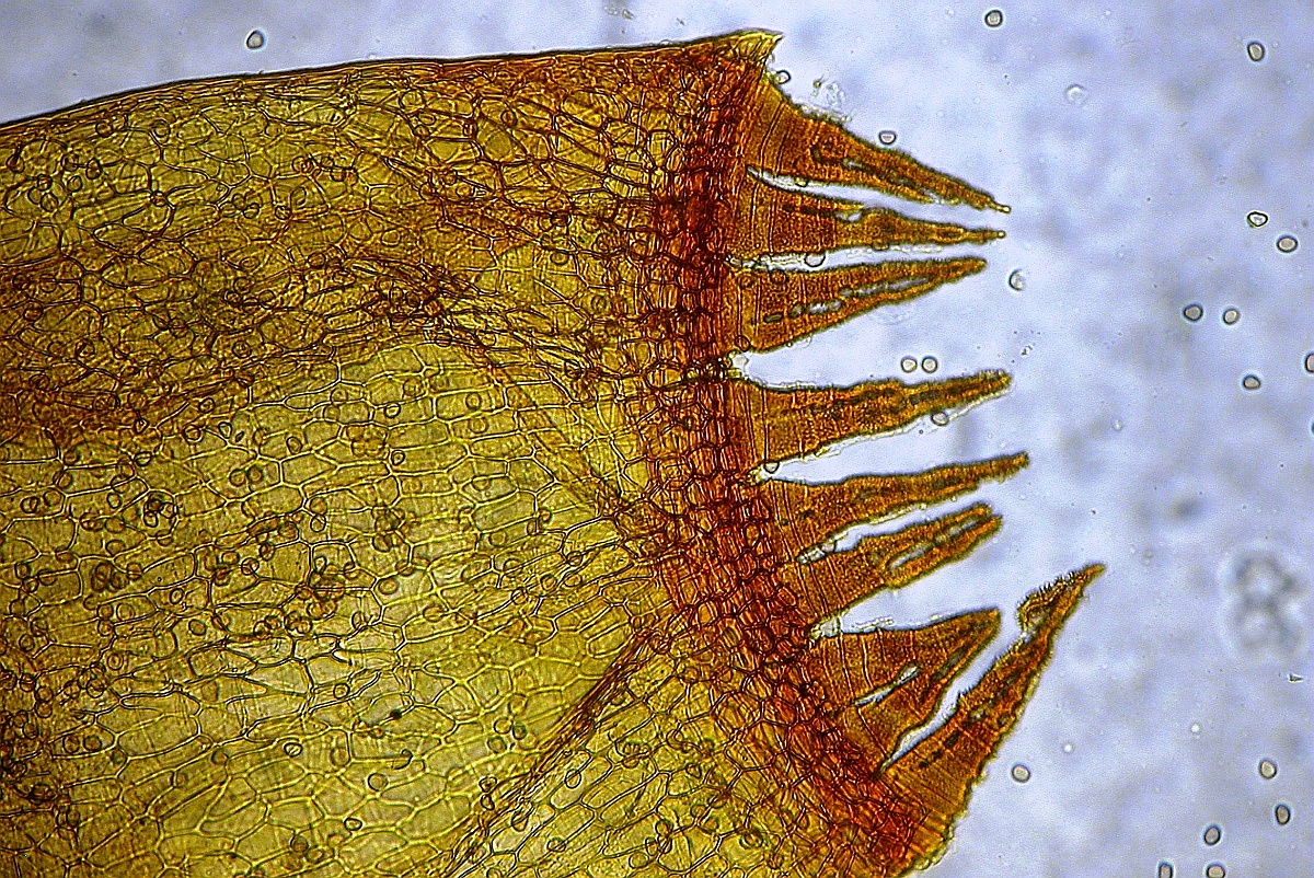 Grimmia pulvinata (door Henk Greven)