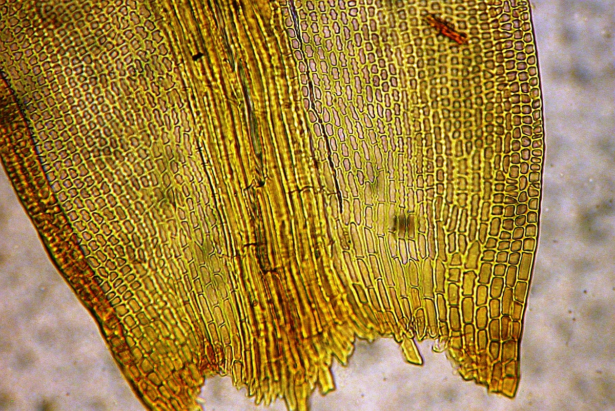 Grimmia ramondii (door Henk Greven)