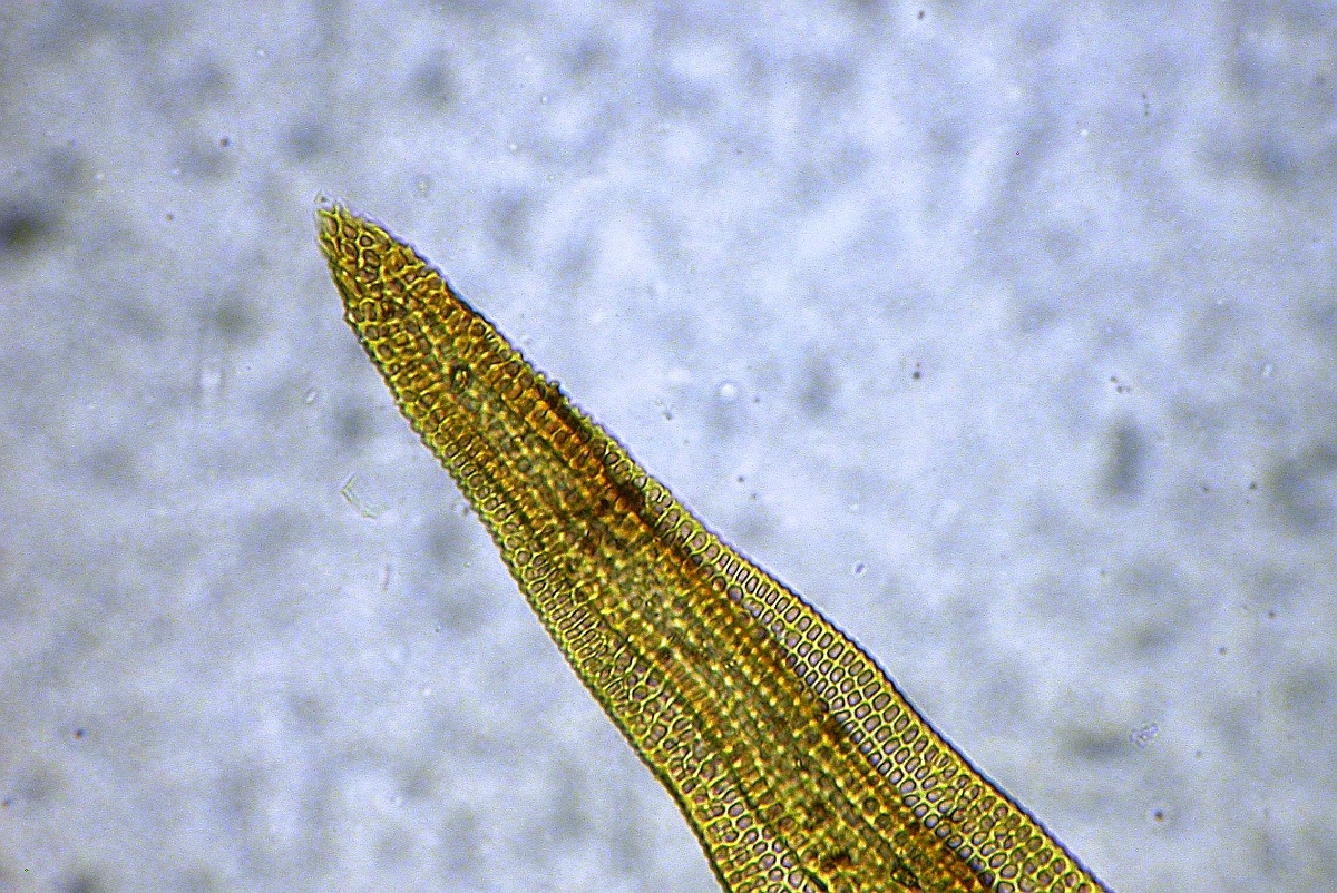 Grimmia ramondii (door Henk Greven)