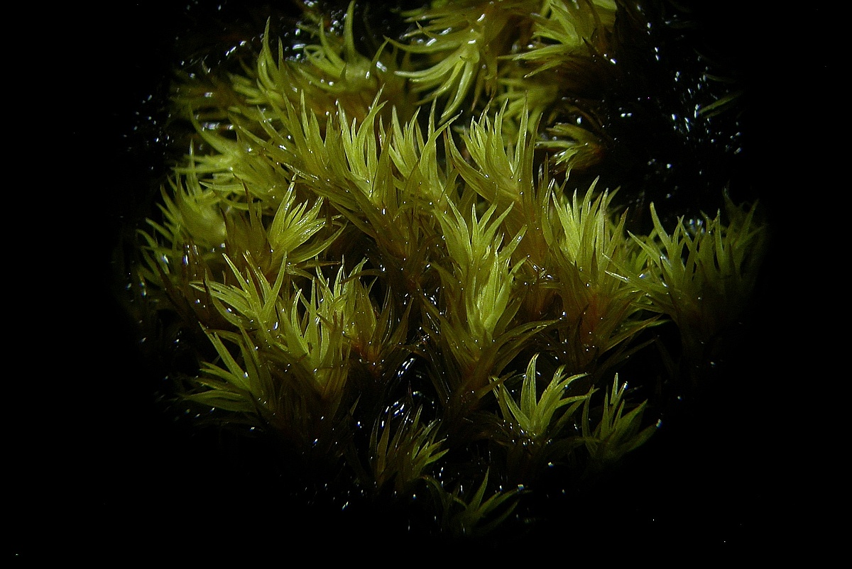 Grimmia ramondii (door Henk Greven)