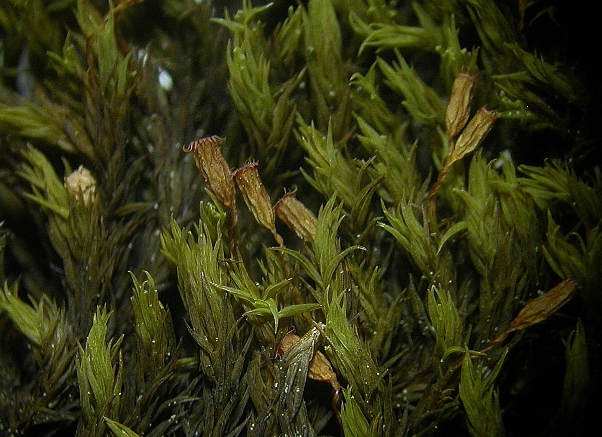 Grimmia ramondii (door Henk Greven)