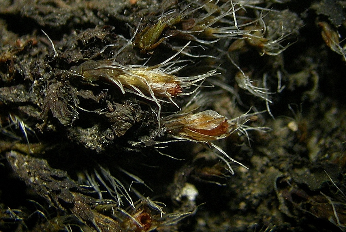 Grimmia tergestina (door Henk Greven)