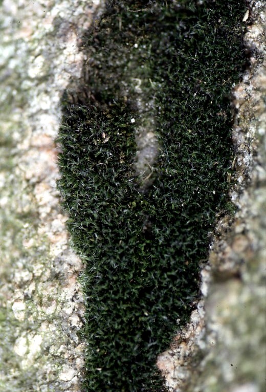 Grimmia trichophylla (door Henk Greven)