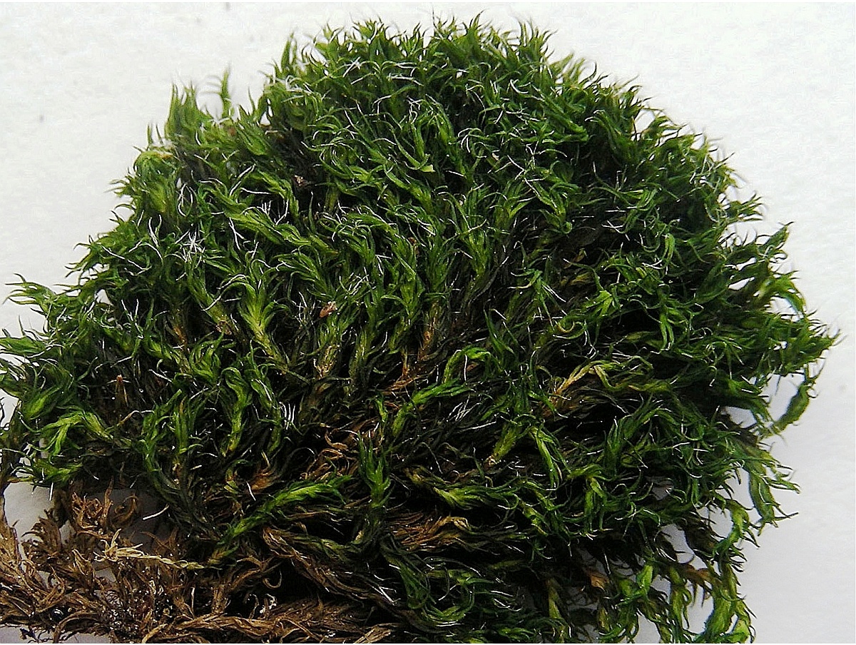 Grimmia trichophylla (door Henk Greven)