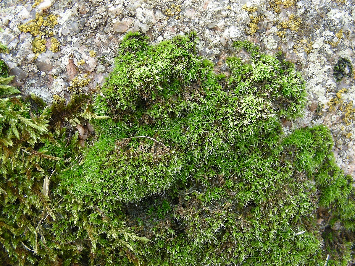 Grimmia trichophylla (door Henk Greven)