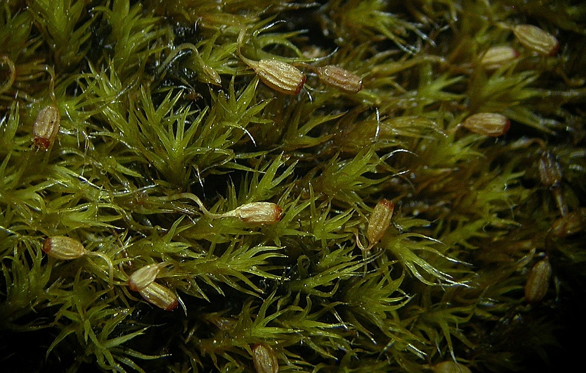 Grimmia trichophylla (door Henk Greven)