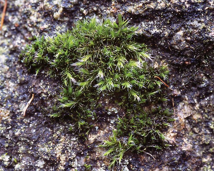 Racomitrium heterostichum var. heterostichum (door Bas van Gennip)