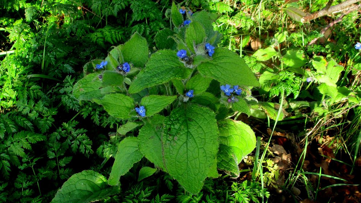 Pentaglottis sempervirens (door Toon Verrijdt)