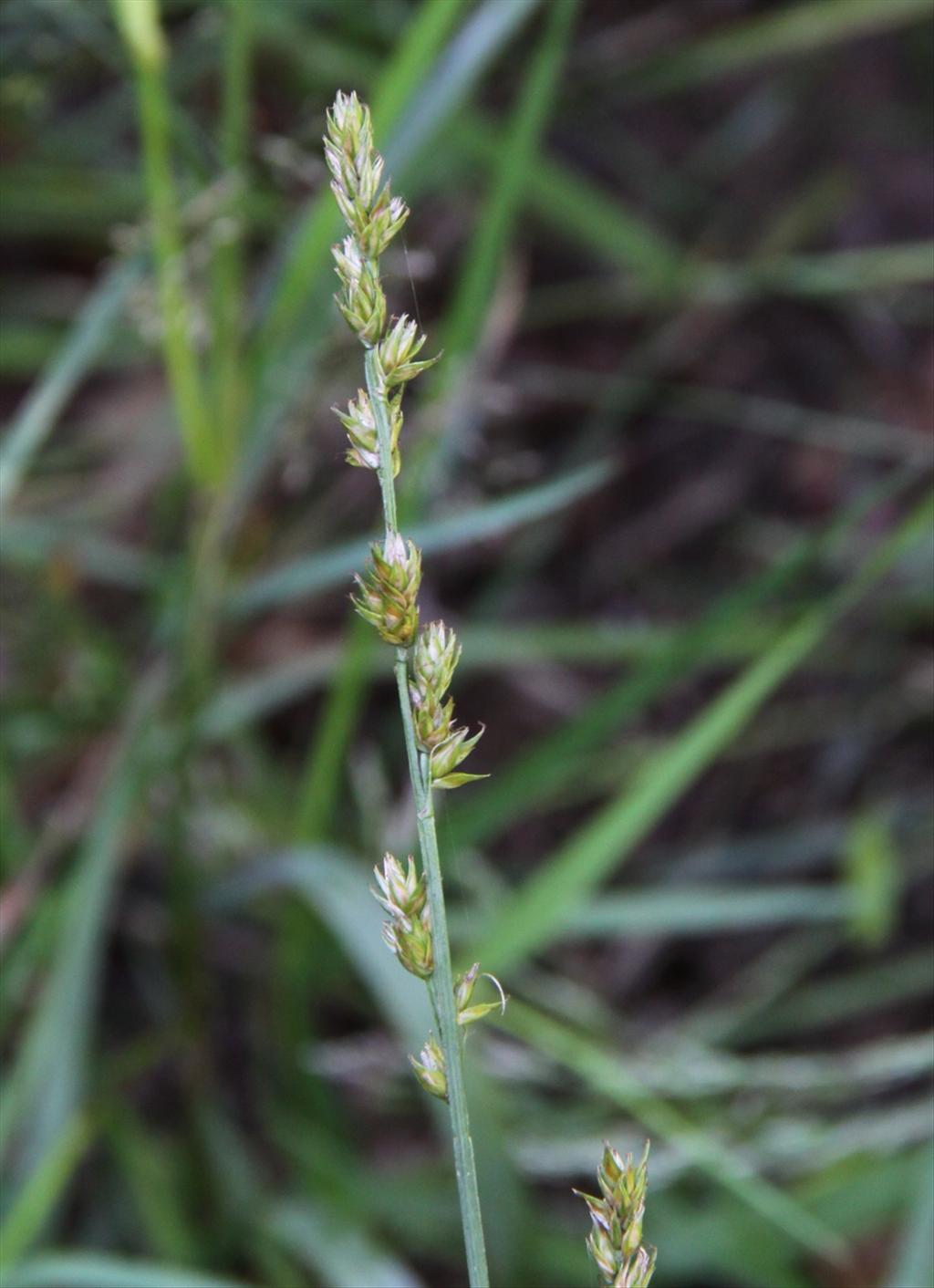 Carex divulsa/leersii (door Peter Meininger)