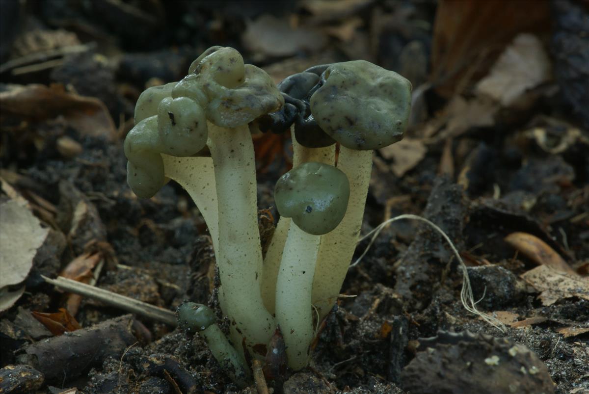 Leotia lubrica (door Henk Remijn)