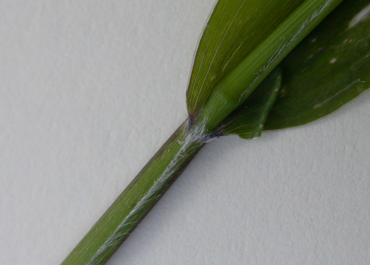Setaria viridis (door Peter Meininger)