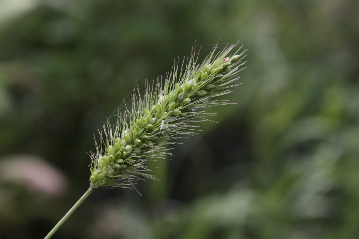 Setaria viridis (door Peter Meininger)