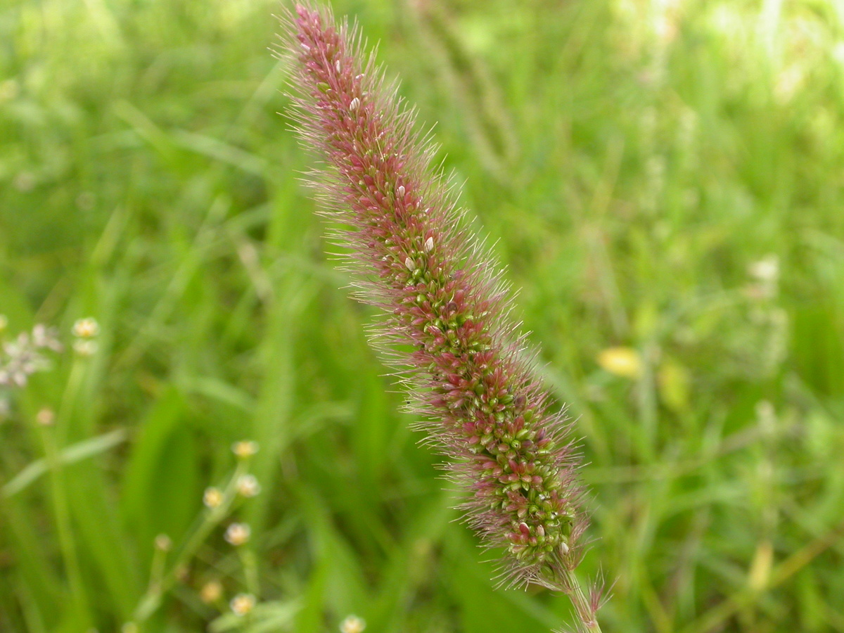 Setaria viridis (door Peter Meininger)