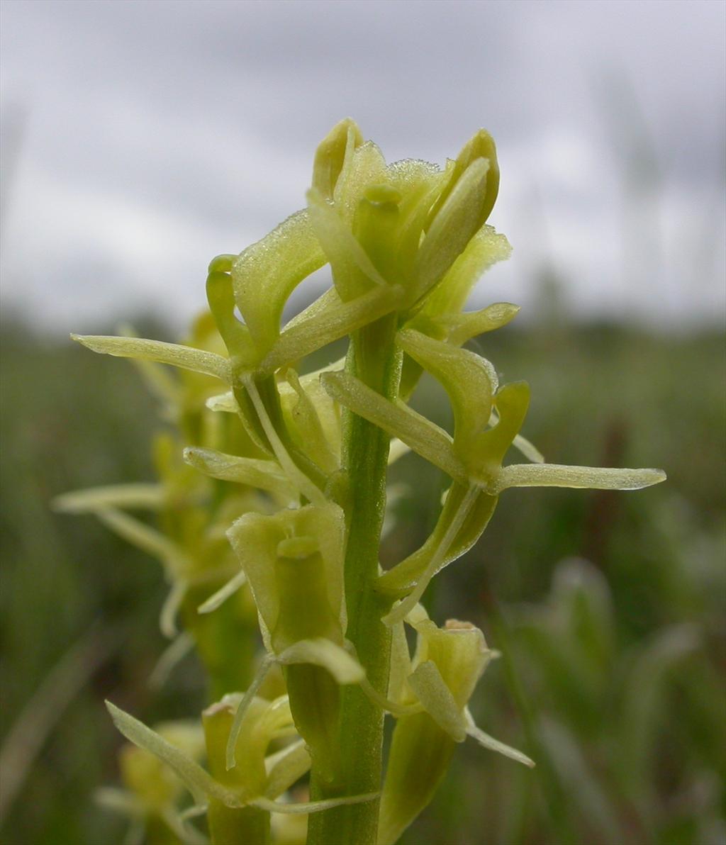 Liparis loeselii (door Peter Meininger)