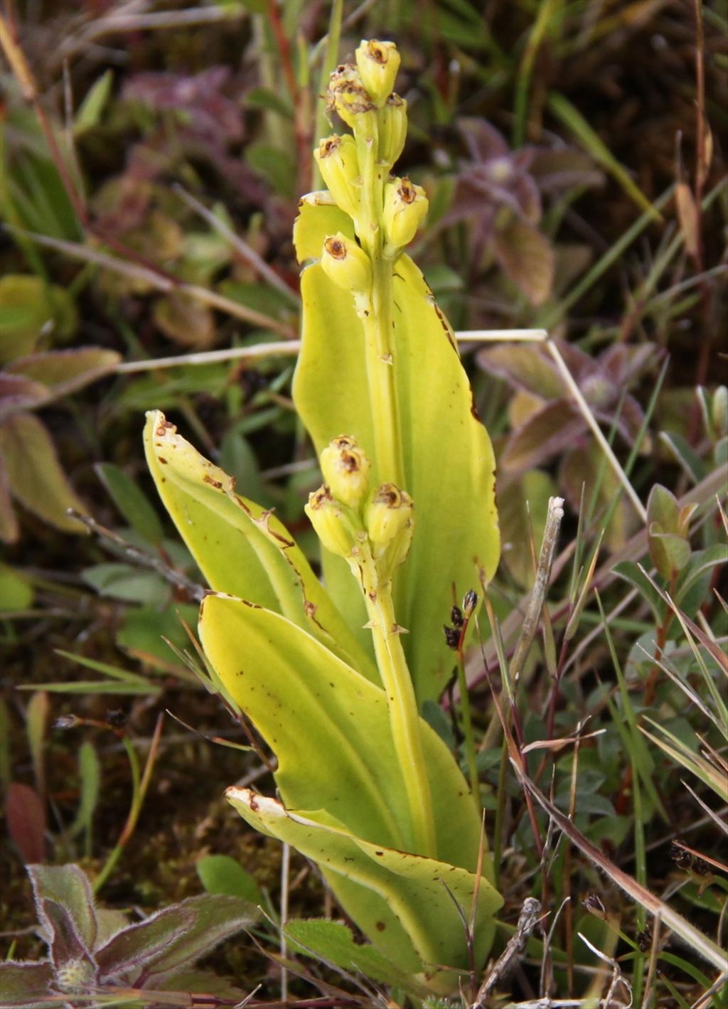 Liparis loeselii (door Peter Meininger)