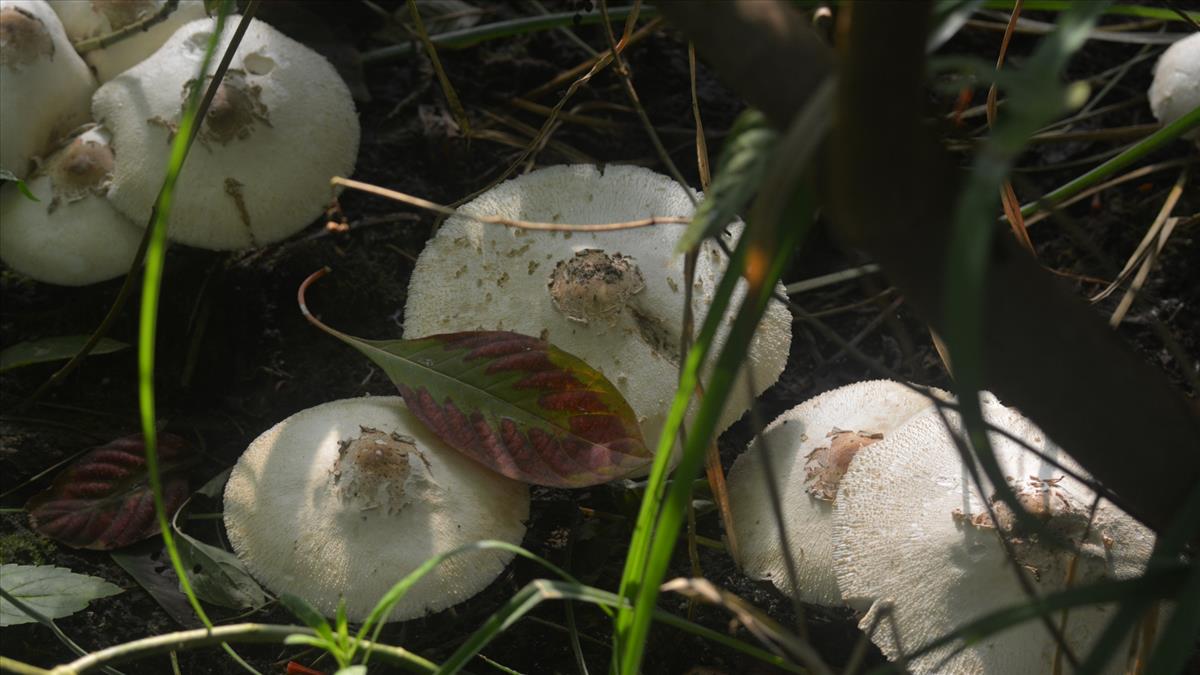 Chlorophyllum molybdites (door Sjaak van Tiel)