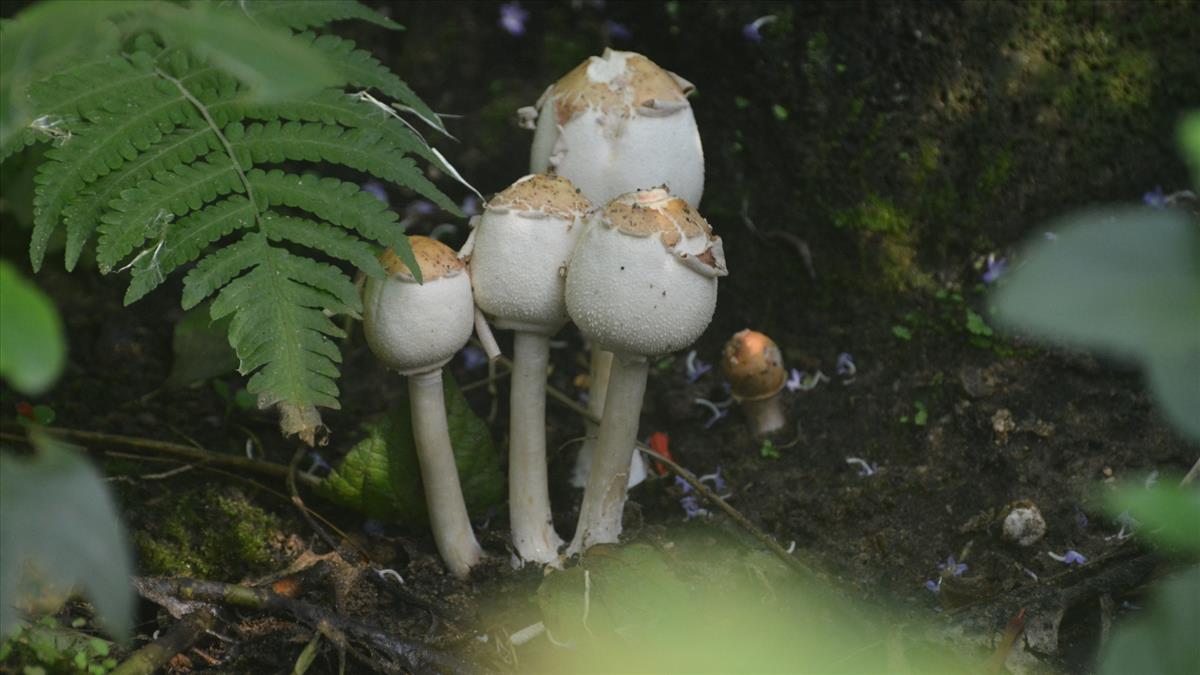 Chlorophyllum molybdites (door Sjaak van Tiel)