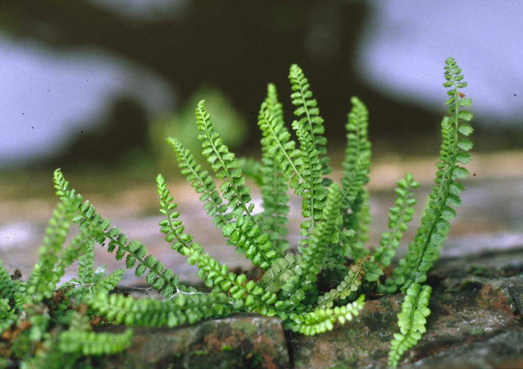 Asplenium viride (door Bert Lanjouw)