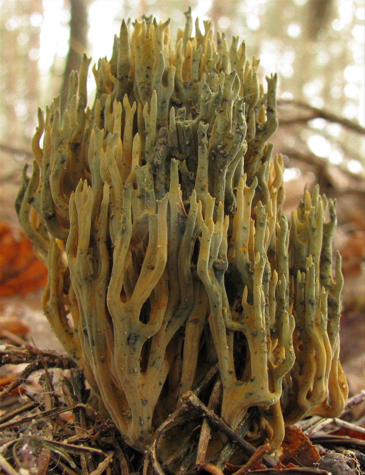 Ramaria abietina (door Hans Keppel)