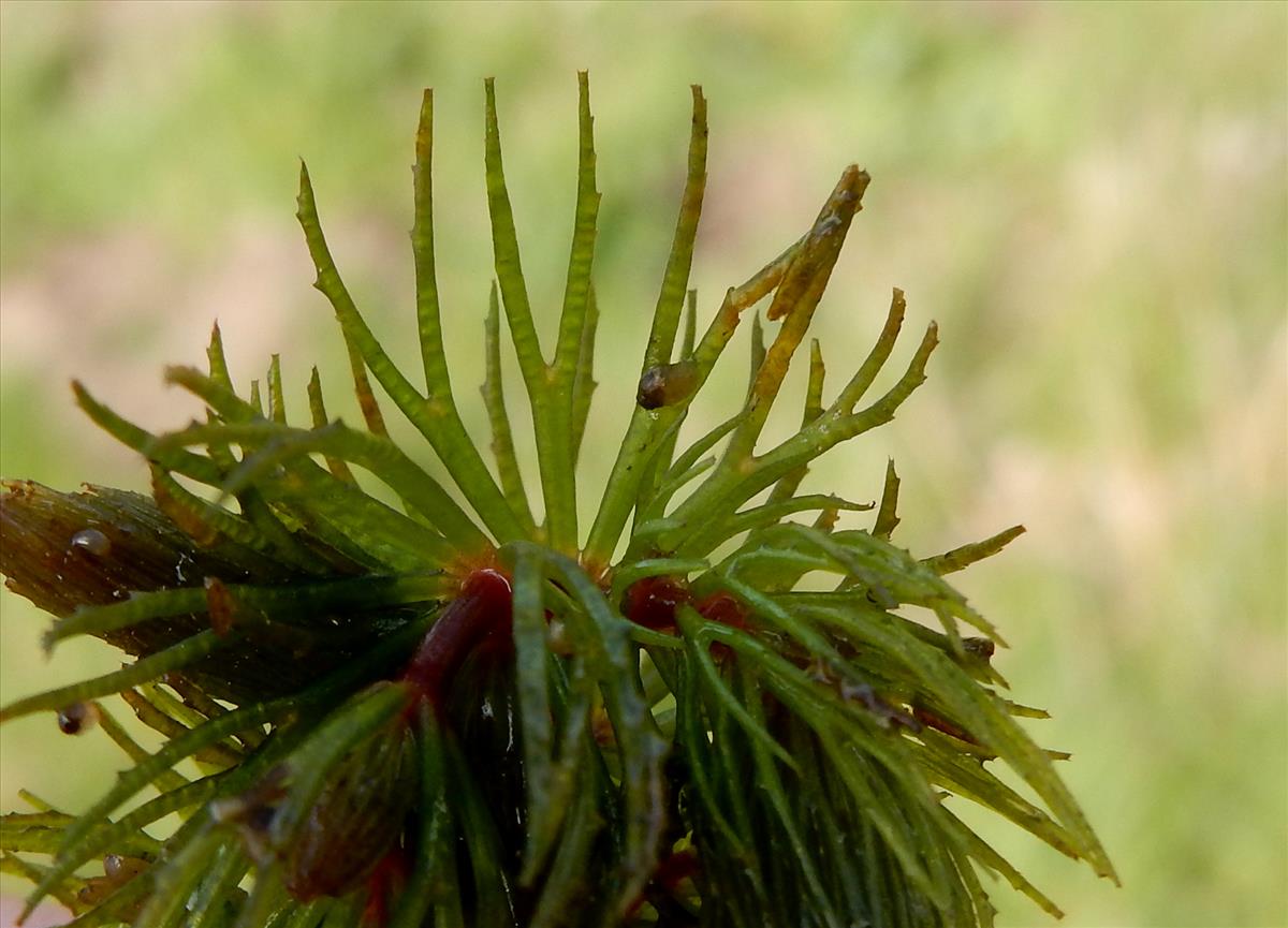 Ceratophyllum demersum (door Peter Meininger)