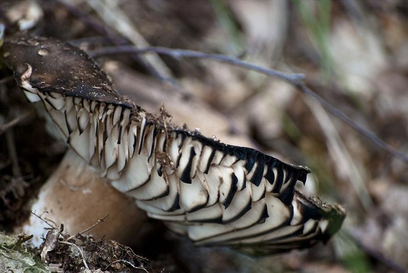 Russula nigricans (door Julius van den Broek)