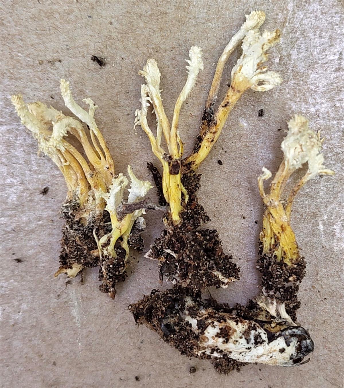 Isaria tenuipes (door Aldert Gutter)