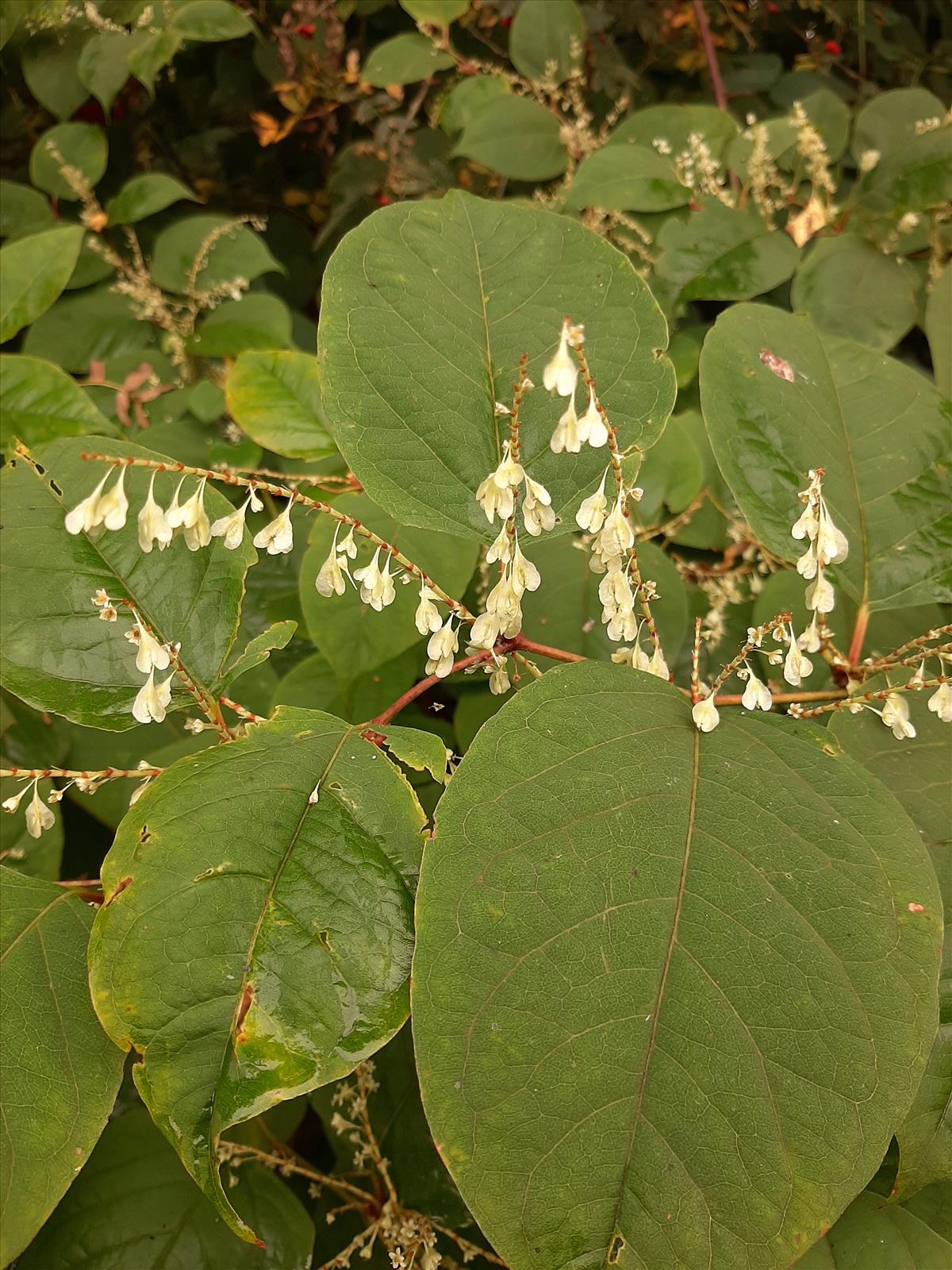 Fallopia japonica (door Ruud Beringen)