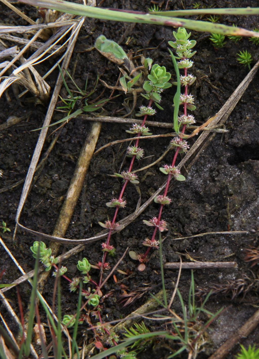 Illecebrum verticillatum (door Peter Meininger)