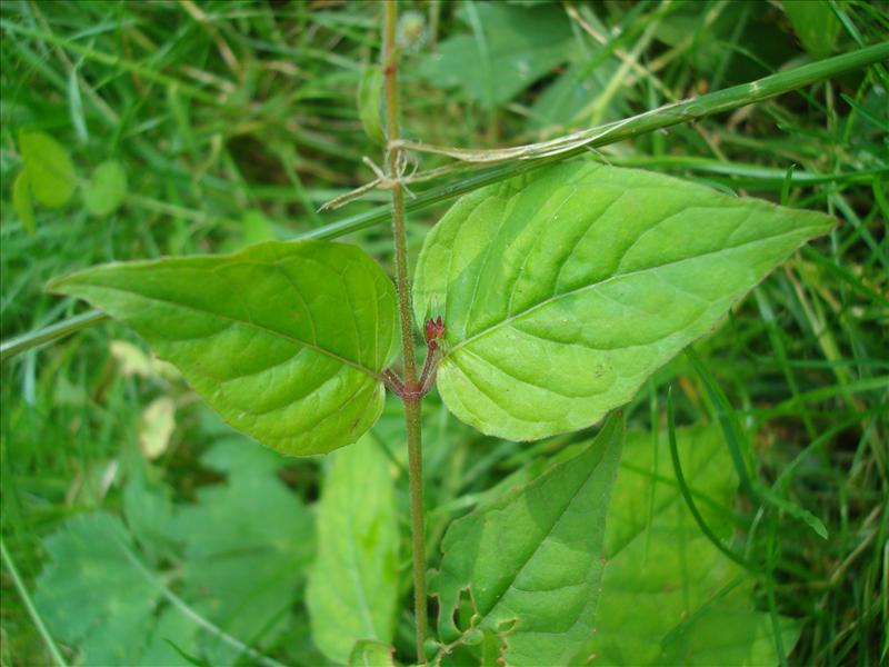 Circaea lutetiana (door Michael Inden)